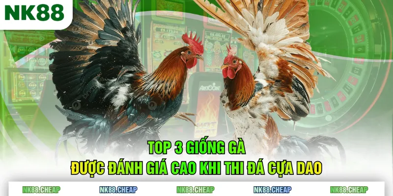 Top 3 giống gà được đánh giá cao khi thi đá cựa dao
